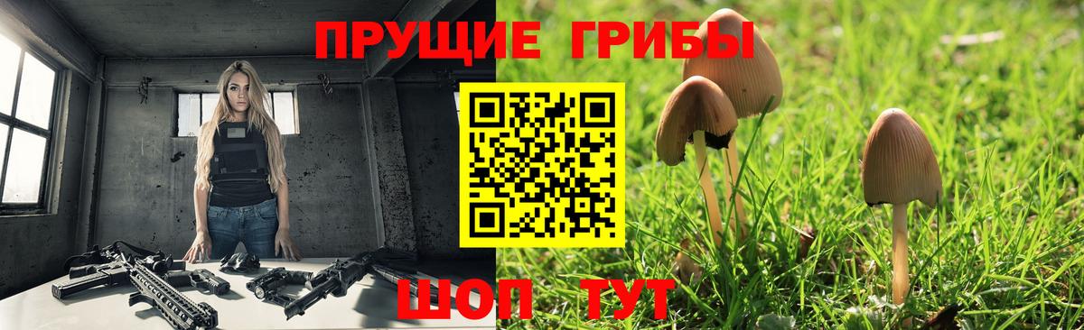 Псилоцибиновые грибы Cubensis Вязьма